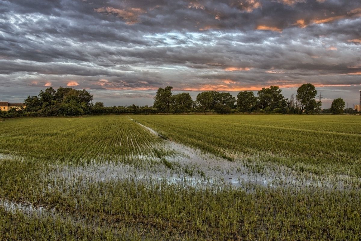 Risaie di Novara al tramonto, con il cielo che si tinge di arancione