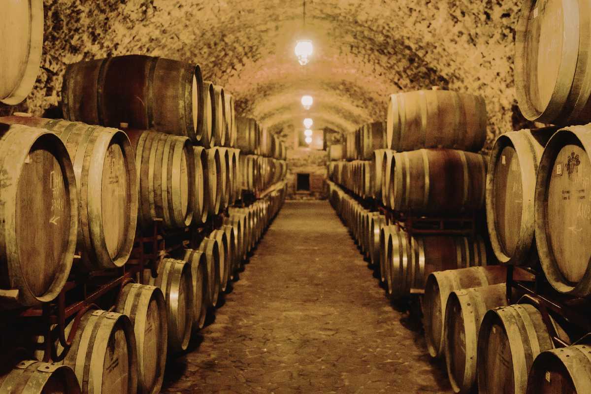 Immagine di una degustazione di vino in una cantina tra le vigne di Barolo